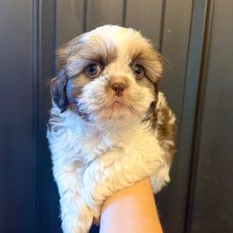 Colby - Liver and white male Shih Tzu puppy in Stroud, Oklahoma from Laik’s Little Shihtz & Poms