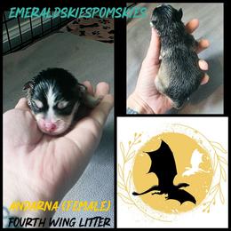 Andarna - Tri-color female Pomsky puppy in Sumter, South Carolina from Emerald Skies Pomskies