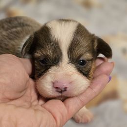 Boy 1 - Sable male American Corgi puppy in Tallahassee, Florida from Koko's Korgis