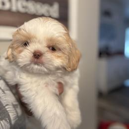 Shih Tzu Puppies from Butterfly Shih Tzu Pups