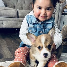 Pembroke Welsh Corgi Puppies from CB Corgis
