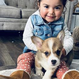 Pembroke Welsh Corgi Puppies from CB Corgis