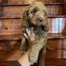 Boy 2 - Cockapoo puppy from Cooper Family Cockapoos