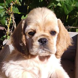 Cocker Spaniels from Moonlites Cockers
