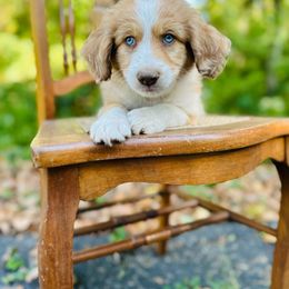 Hang Man (grey) - Aussiedoodle puppy from Doodle Duo