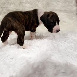 Baby Buck - Mantle male Great Dane puppy in Montgomery, Texas from KD Sweet Southern Danes