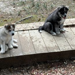 Siberian Husky Puppies from WILLIAM HUNDLEY