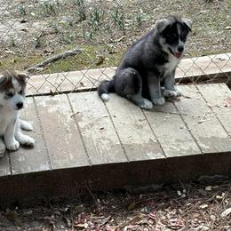 Siberian Husky Puppies from WILLIAM HUNDLEY