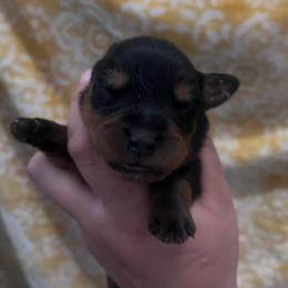 Boy - Black and mahogany male Rottweiler puppy in Mancelona, Michigan from Nicolle Stone