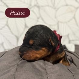 Hattie (maroon) - Black and tan female Airedale Terrier puppy in Akron, Ohio from Green Family Companion Kennel, LLC