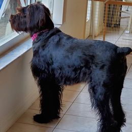 Giant Schnauzer All Grown Up from LaRoc Onyx Riesinbach Kennels