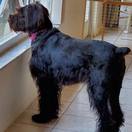 Giant Schnauzer All Grown Up from LaRoc Onyx Riesinbach Kennels