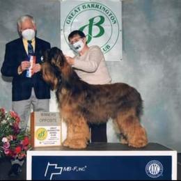 Briard and Pointer All Grown Up from Honey Bee Hill