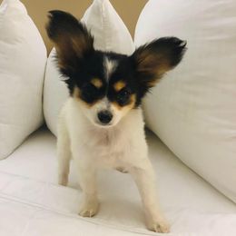 Papillon Puppies from Lovely Acres