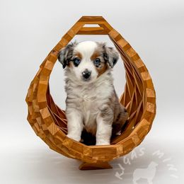 Josie - Blue merle Miniature Australian Shepherd puppy in Covington, Pennsylvania from Rigas Mini Aussies LLC