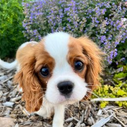 Cavalier King Charles Spaniel Puppies from Blueberry Hill Cavaliers