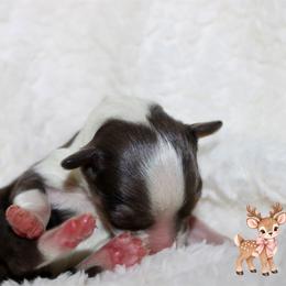 Dancer - Blue merle female Aussiedoodle puppy in Foxworth, Mississippi from Ten Mile Aussies