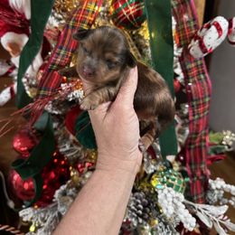 Newt - Dapple male Dachshund puppy in Valliant, Oklahoma from Buzzard kreek Kennels