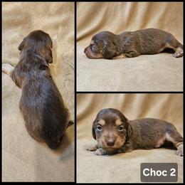 Chocolate Boy 2 - Chocolate and cream male Dachshund puppy in Panama City Fl, Florida from Southern Bliss Doxies