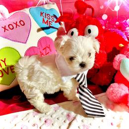 Maltese Puppies from Prime Malteses