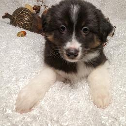 Australian Shepherd Puppies from Firelight Australian Shepherds