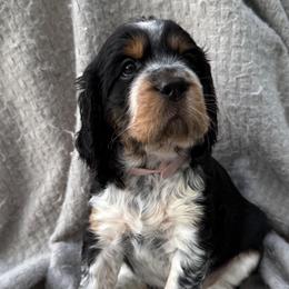 Girl 1 - female English Springer Spaniel puppy in Fort Collins, Colorado from Indy Star Springers