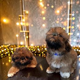 Leo - Red male Shih Tzu puppy in Sacramento, California from NANA’S  QUALITY SHIH TZU'S