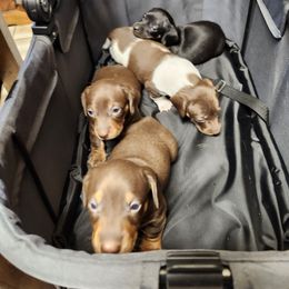Dachshund Puppies from Snuggle Bunny Dachshunds