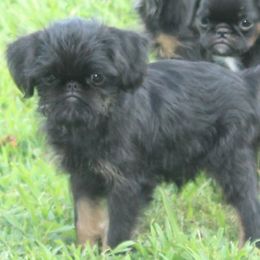 Rough boy - Black and tan male Brussels Griffon puppy in Huntsville, Alabama from Tammy Koehler