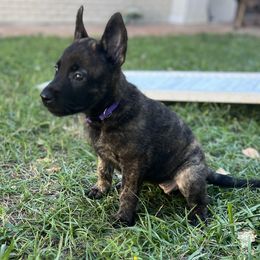 Female 2- Miss Purple - Black brindle female Dutch Shepherd puppy in Raceland, Louisiana from Fontana Farm