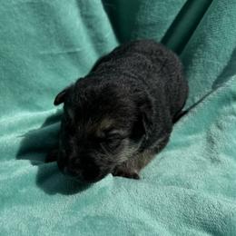 Gunnar - Black and tan male German Shepherd puppy in Perkasie, Pennsylvania from Twila Ruth Herot