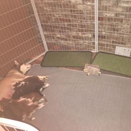 Siberian Husky Puppies from Blue Moon Siberian Husky Haven