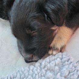 Australian Shepherd Puppies from Summit Australian Shepherds