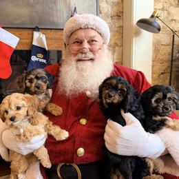 Cavapoo puppies from Mc Doodles of Texas LLC