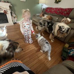 Collie and Yorkshire Terrier Puppies from Jolly Collies & Kingdom Elite Yorkshire Terriers