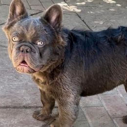 French Bulldogs from Monique Ratchford