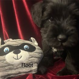 Root Blk male - Black male Miniature Schnauzer puppy in Granville, Ohio from Shull Mini Schnauzers