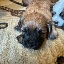 Australian Shepherd and Morkie Puppies from Larson’s Legacy Aussome Aussie Kennels