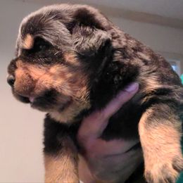 Rottweiler Puppies from Aliece's Rottweilers