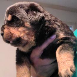 Rottweiler Puppies from Aliece's Rottweilers