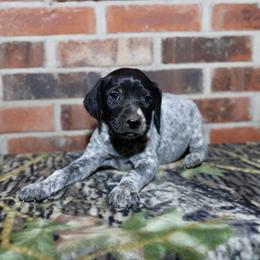 Boykin Spaniel, Dachshund, and German Shorthaired Pointer Puppies from Whiskey River Farm