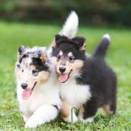 Collie puppies from Fianna Collies