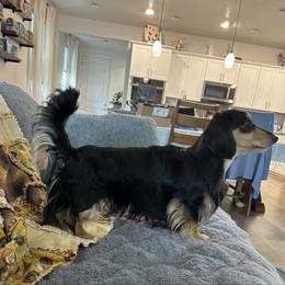 Dachshund puppies from Schön Duchshund