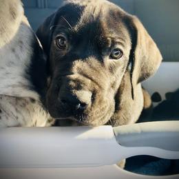 Great Dane Puppies from Ashli’s Great Danes