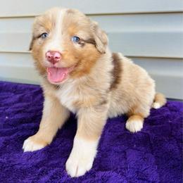 Axel - Red merle male Australian Shepherd puppy in Charlotte, North Carolina from Awesome Aussies