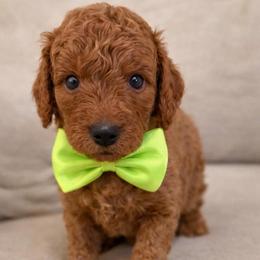 Ghost - Red  male Goldendoodle puppy in Richmond, Texas from Harper’s Heartbeats