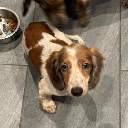 Lady- PET ONLY - Piebald female Dachshund puppy in Troup, Texas from East Texas Dachshunds