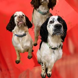 English Springer Spaniel Puppies from Bourbon Trail Springers