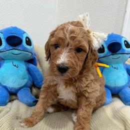 Yellow - Apricot female Goldendoodle puppy in Bakersfield, California from Lavish Doodles