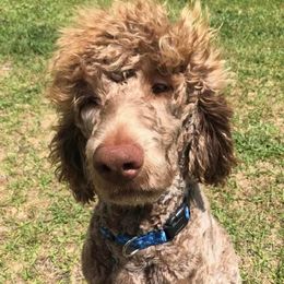 Jax - Poodle